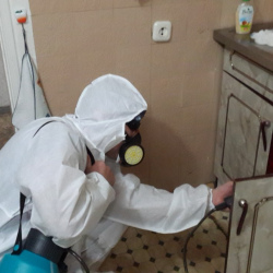 Дезинфекция от муравьев в квартире в Верхней Туре